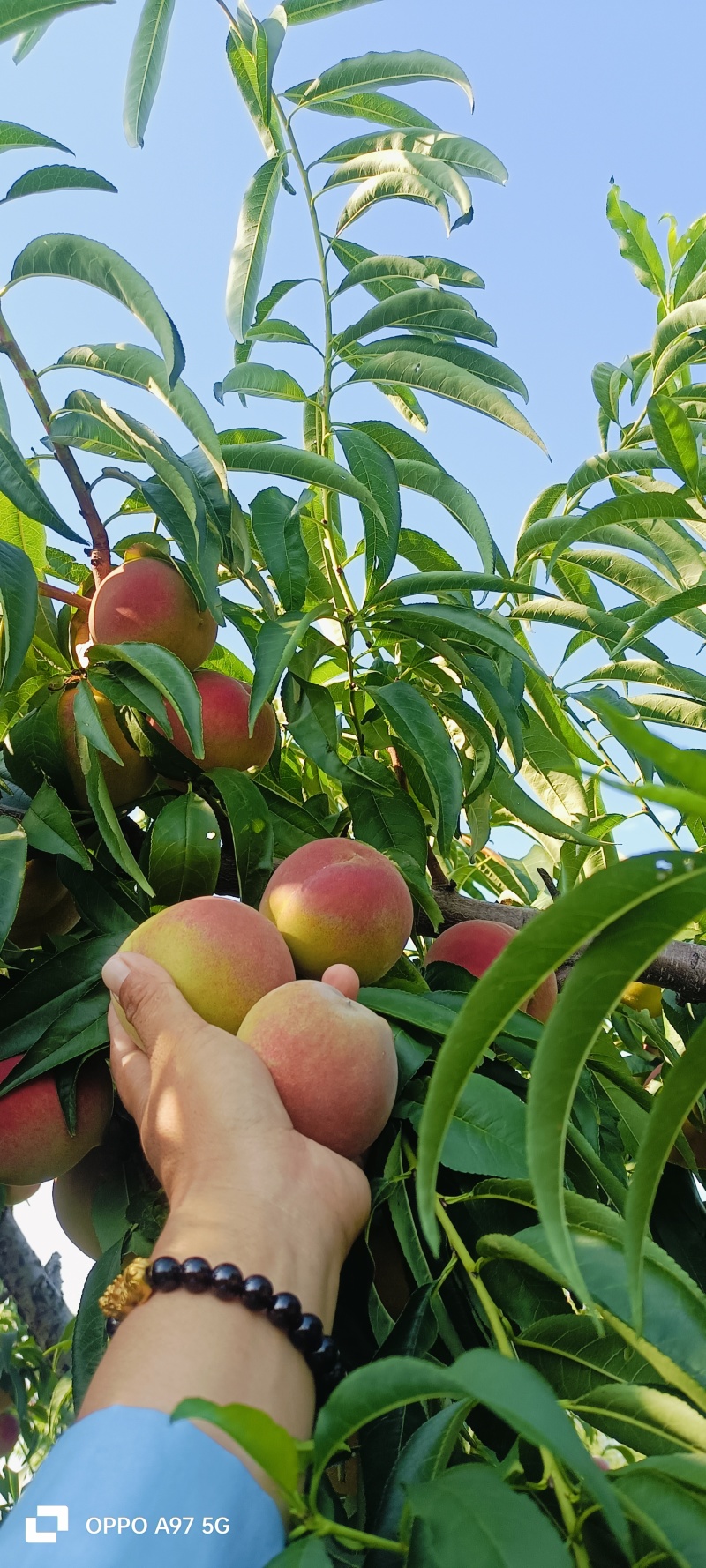 山东沂蒙山青州蜜桃大量现货大量上市要货提前订糖度16以上