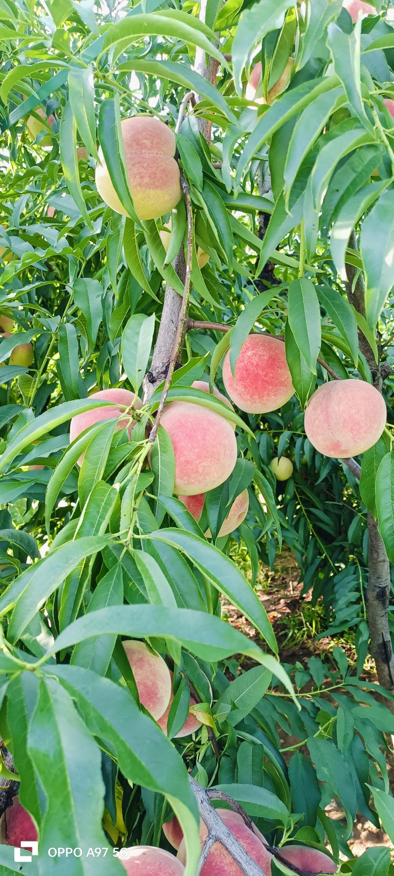 山东沂蒙山青州蜜桃大量现货大量上市要货提前订糖度16以上