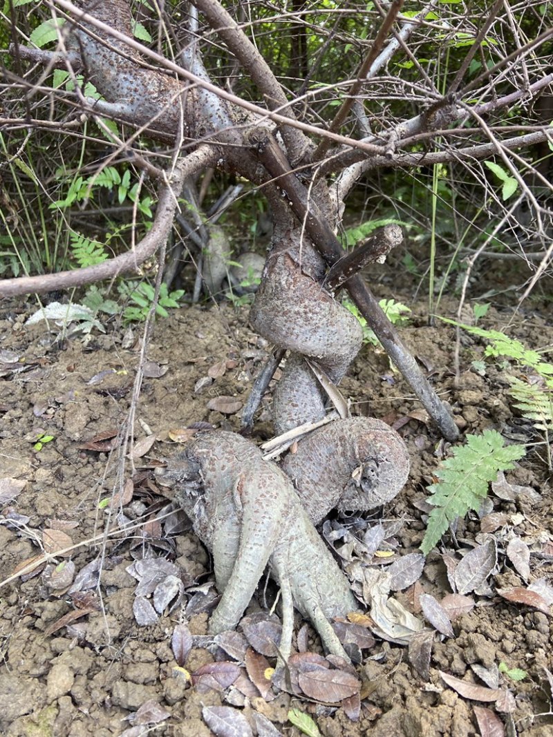 小叶榆树怪根根艺