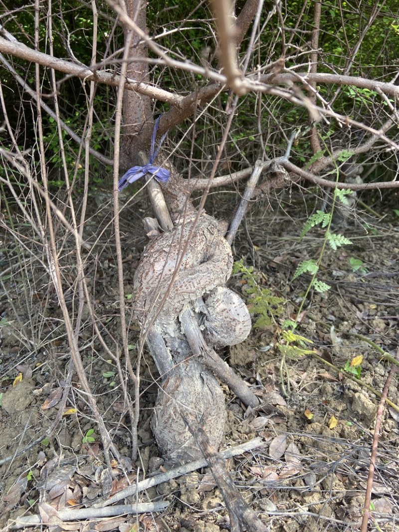 小叶榆树怪根根艺