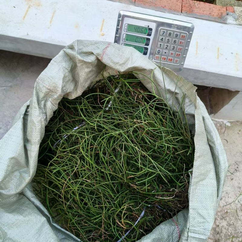 通脉草