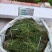 通脉草