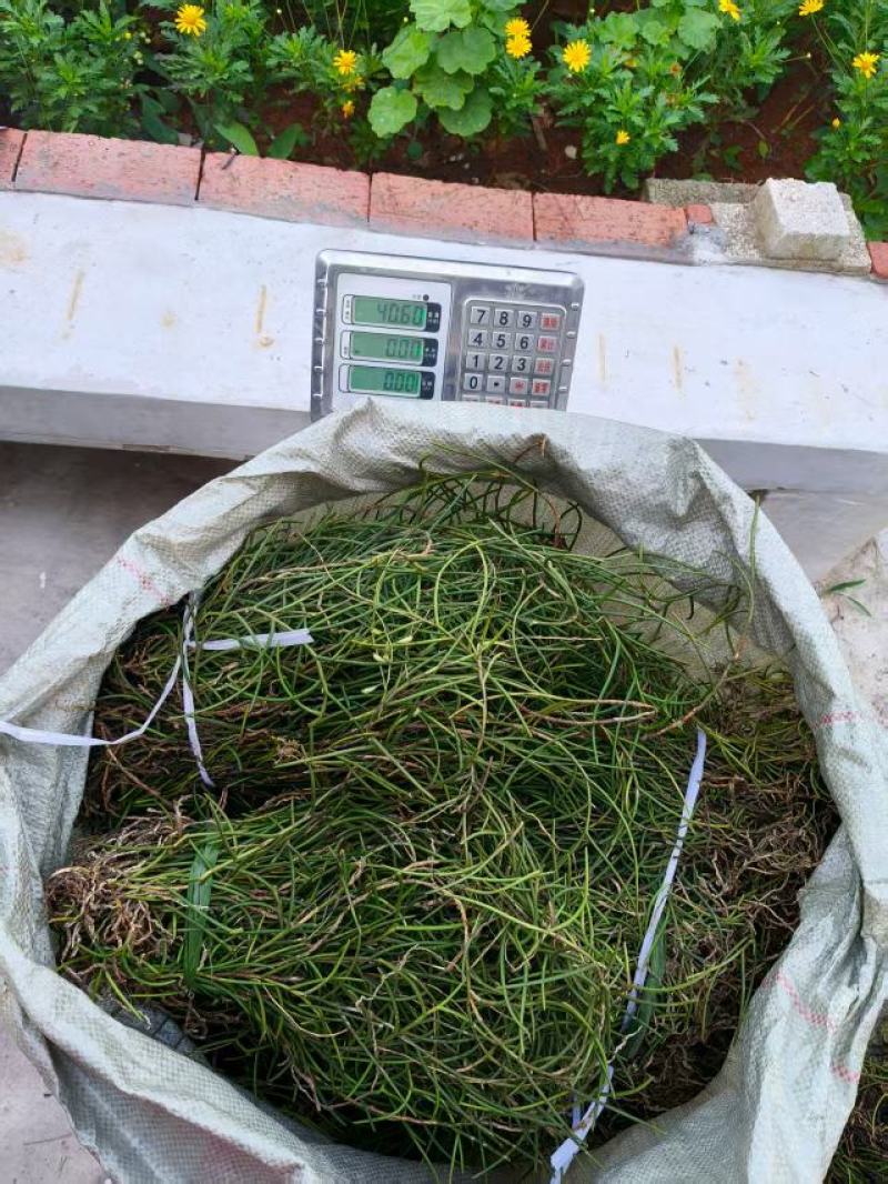 通脉草