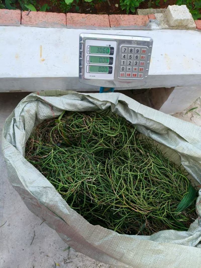通脉草