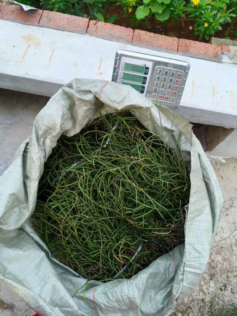 通脉草