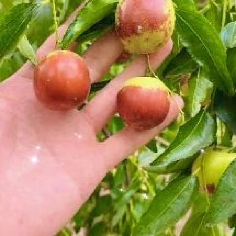 黄骅冬枣马上成熟，