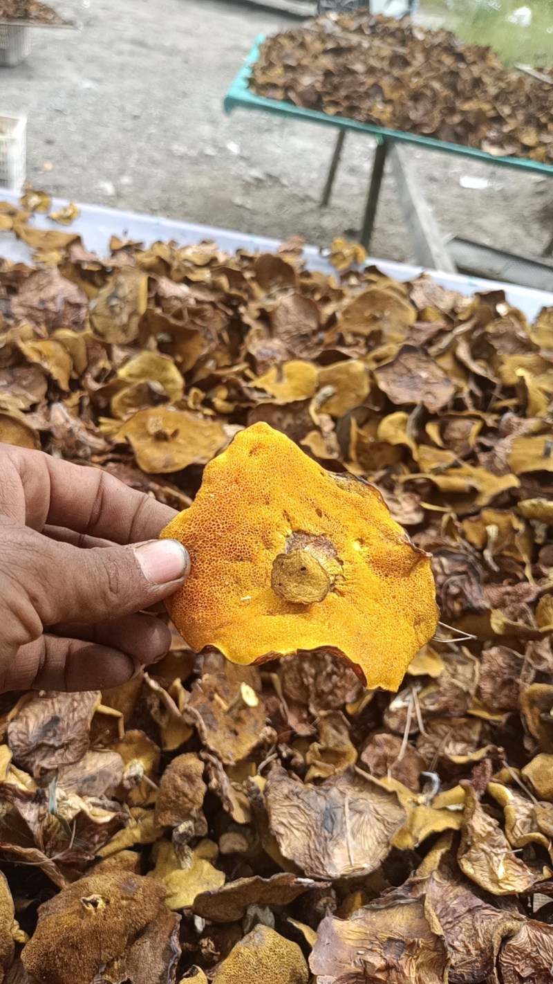 只做精品