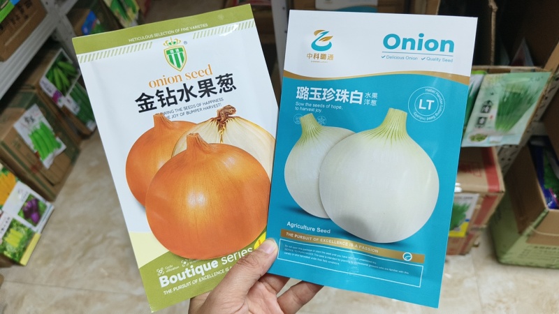 白色水果洋葱种子璐玉珍珠白洋葱种籽白皮洋葱种甘甜微辣葱籽