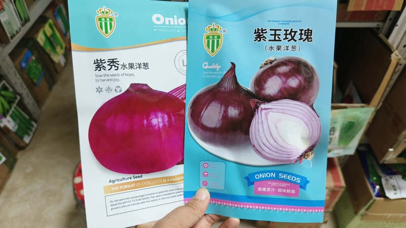 白色水果洋葱种子璐玉珍珠白洋葱种籽白皮洋葱种甘甜微辣葱籽