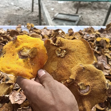只做精品