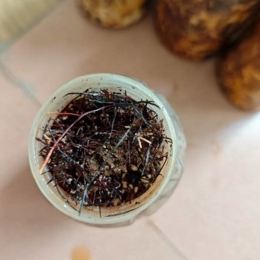 蜜环菌种
