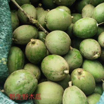 野生野木瓜