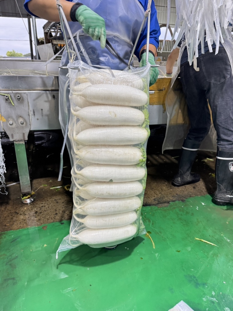 精品白萝卜产地大量供货一手货源/品质保证承接全国市场商超