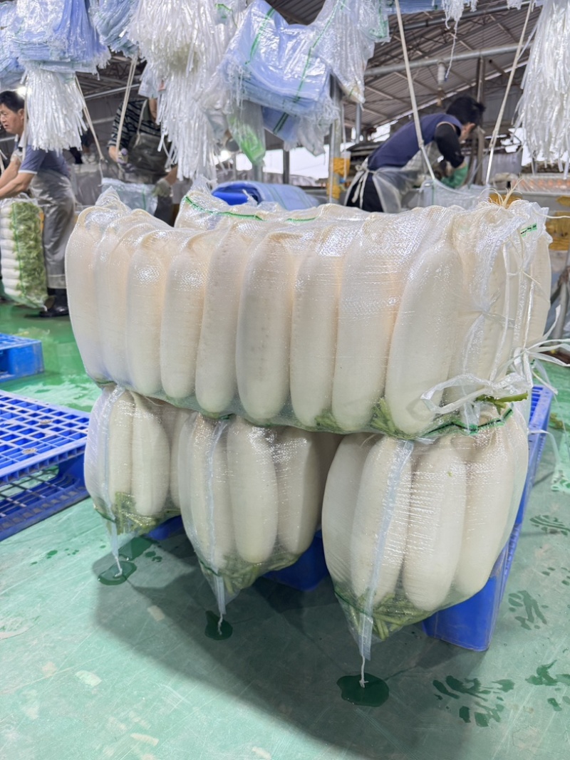 精品白萝卜产地大量供货一手货源/品质保证承接全国市场商超