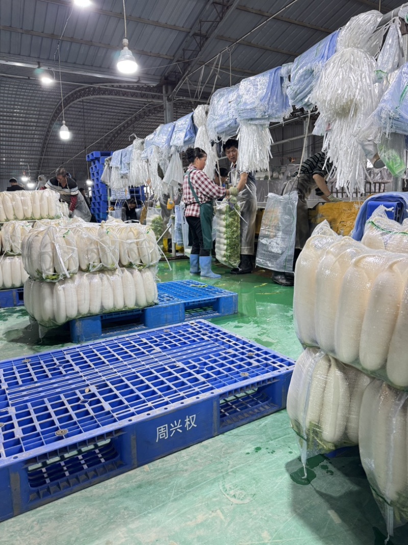 精品白萝卜产地大量供货一手货源/品质保证承接全国市场商超