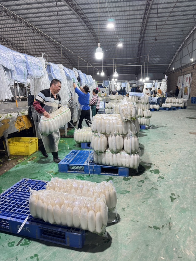 精品白萝卜产地大量供货一手货源/品质保证承接全国市场商超