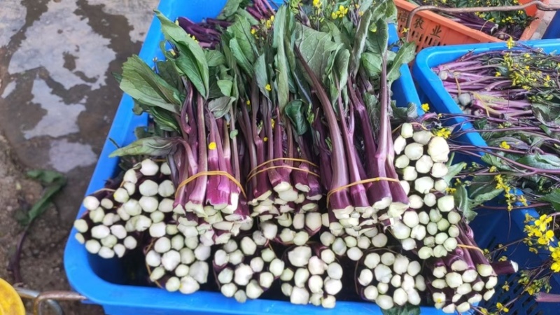 红菜苔高山优质红菜苔