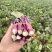 红菜苔高山优质红菜苔