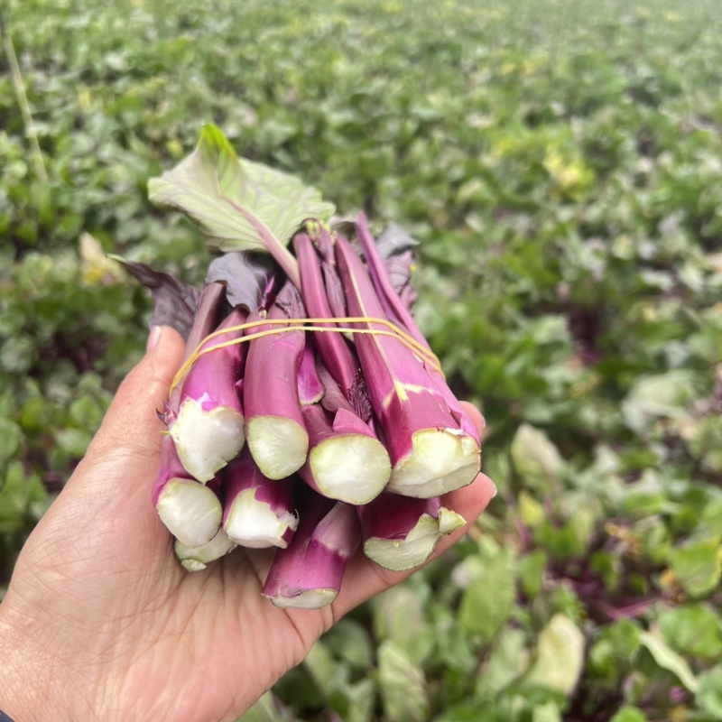 红菜苔高山优质红菜苔
