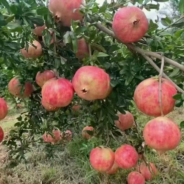 会泽盐水石榴