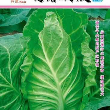 甘蓝种子鸣春薄皮耐寒越冬早春型薄皮牛心甘蓝播期弹性大