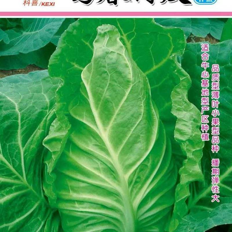 甘蓝种子鸣春薄皮耐寒越冬早春型薄皮牛心甘蓝播期弹性大