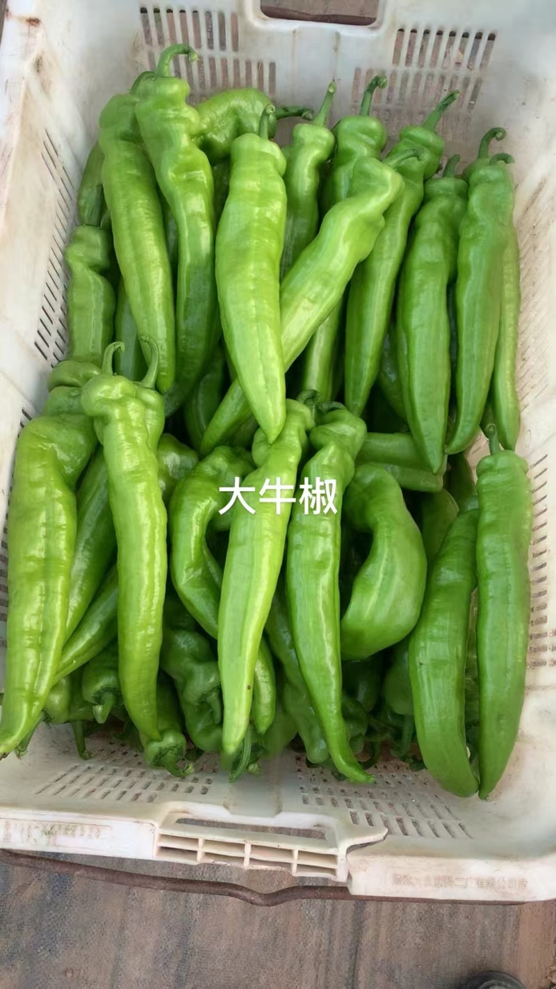 《畅销推荐》山西黄尖椒基地直发对接商超电商团购一条龙