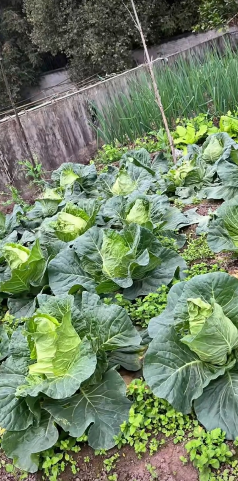 甘蓝种子鸣春薄皮耐寒越冬早春型薄皮牛心甘蓝播期弹性大