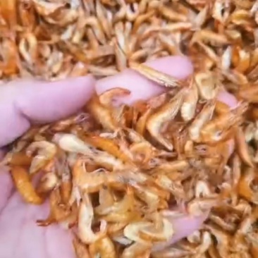 优质河虾，无盐全干，肉感好吃，海南特产河虾，欢迎选购