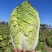 《畅销推荐》山西黄心白菜大量上市中基地直发对接全国量大从