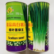 高白状元香葱种子金杆细叶墨绿王大葱种子两用型葱种子抗倒