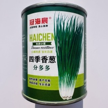 小分葱种子分多多浓香型葱种子耐热耐寒性强，不易出现枯叶