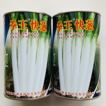 豫艺大葱种子拳王快葱种子生长快丰产葱白长大颗长白葱种子