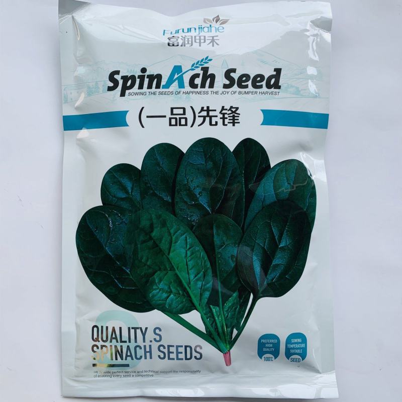 荷兰先锋菠菜种子国外引进优良菠菜种籽耐热耐寒性好