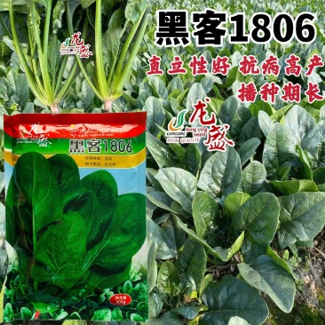 黑客1806菠菜种子抗病高产进口菠菜种子深绿色根较红春秋