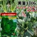 黑客1806菠菜种子抗病高产进口菠菜种子深绿色根较红春秋