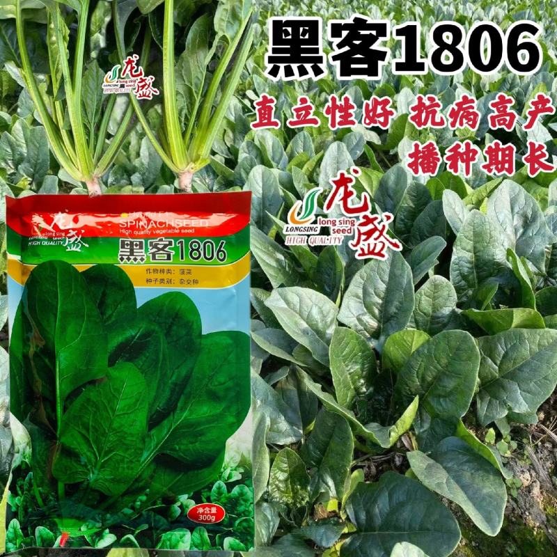 黑客1806菠菜种子抗病高产进口菠菜种子深绿色根较红春秋