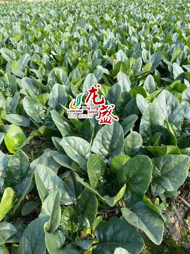 黑客1806菠菜种子抗病高产进口菠菜种子深绿色根较红春秋