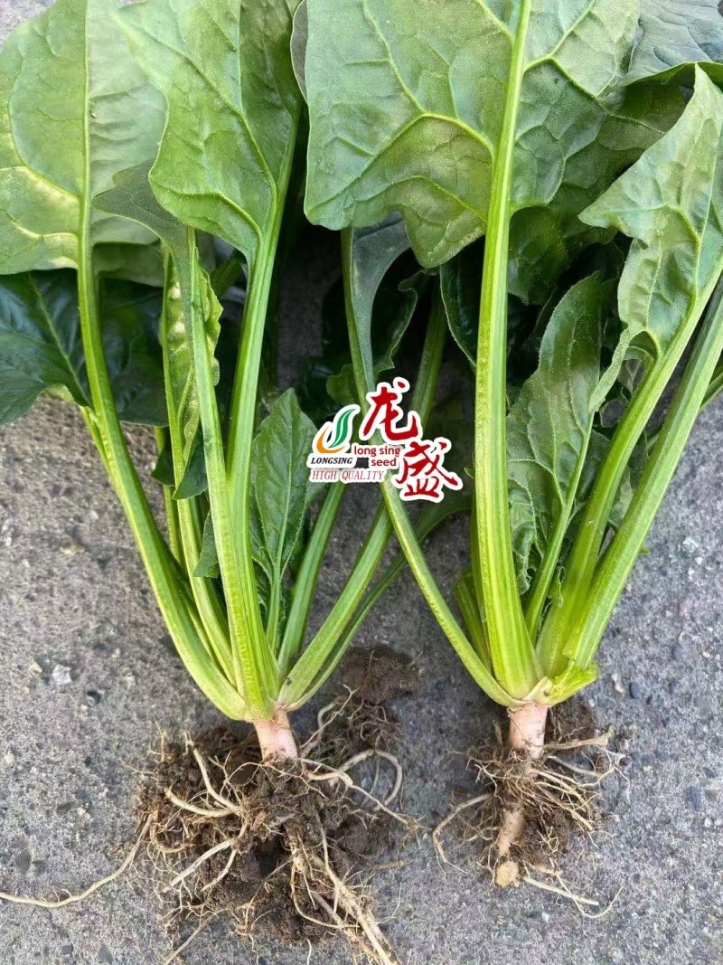 黑客1806菠菜种子抗病高产进口菠菜种子深绿色根较红春秋