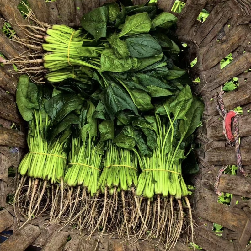 黑客1806菠菜种子抗病高产进口菠菜种子深绿色根较红春秋