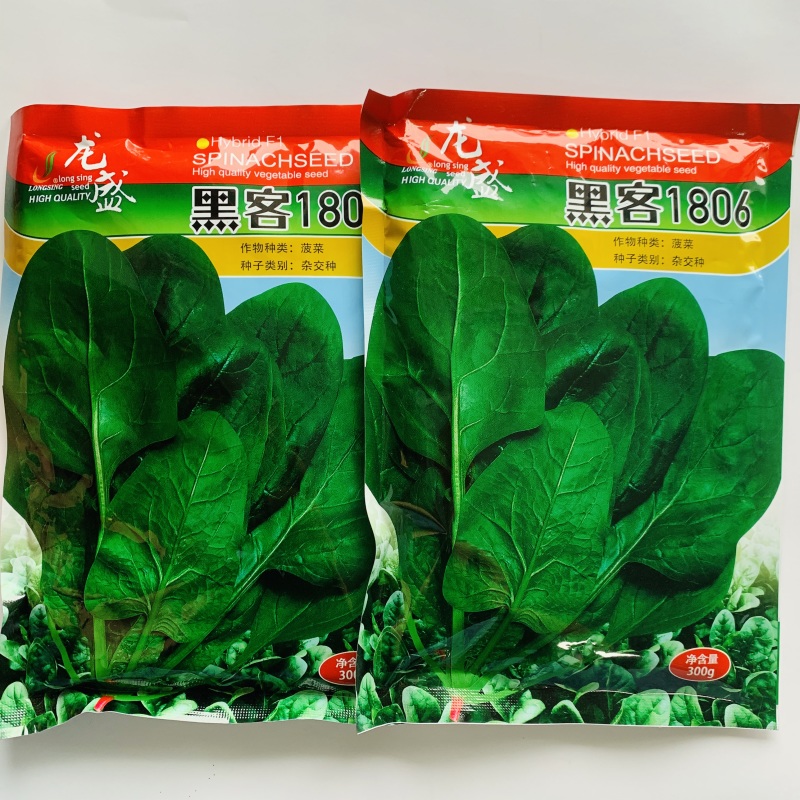 黑客1806菠菜种子抗病高产进口菠菜种子深绿色根较红春秋