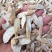牛大力干片粉质小粉中粉大粉无硫