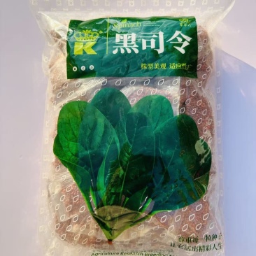 黑司令菠菜种子春秋越冬杂交大叶菠菜种子适应性广