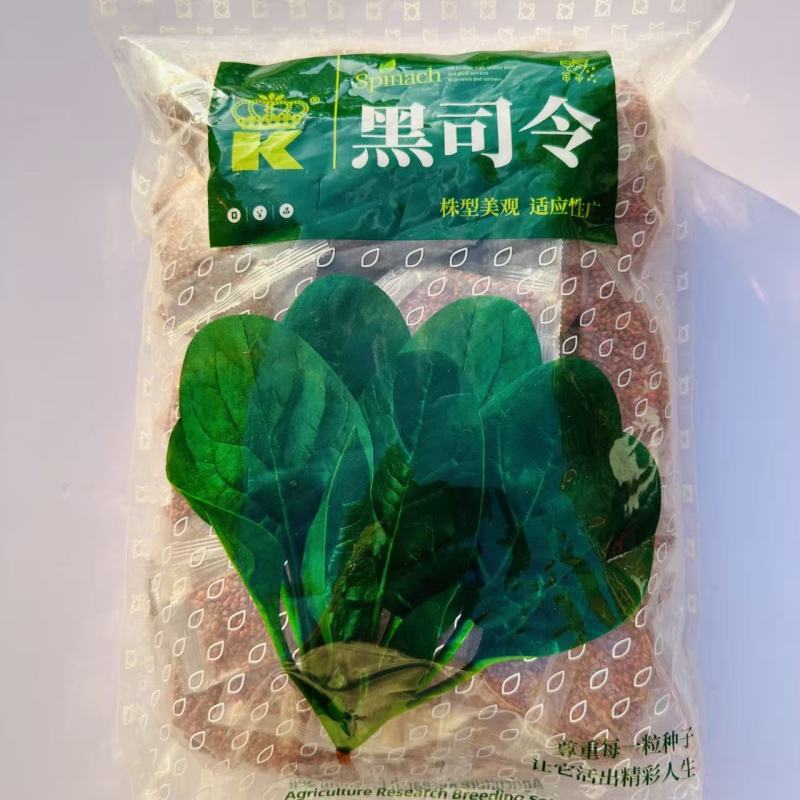 黑司令菠菜种子春秋越冬杂交大叶菠菜种子适应性广