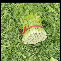 芹菜，张家口芹菜，蔚县芹菜，阳原芹菜，河北芹菜