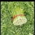 芹菜，张家口芹菜，蔚县芹菜，阳原芹菜，河北芹菜