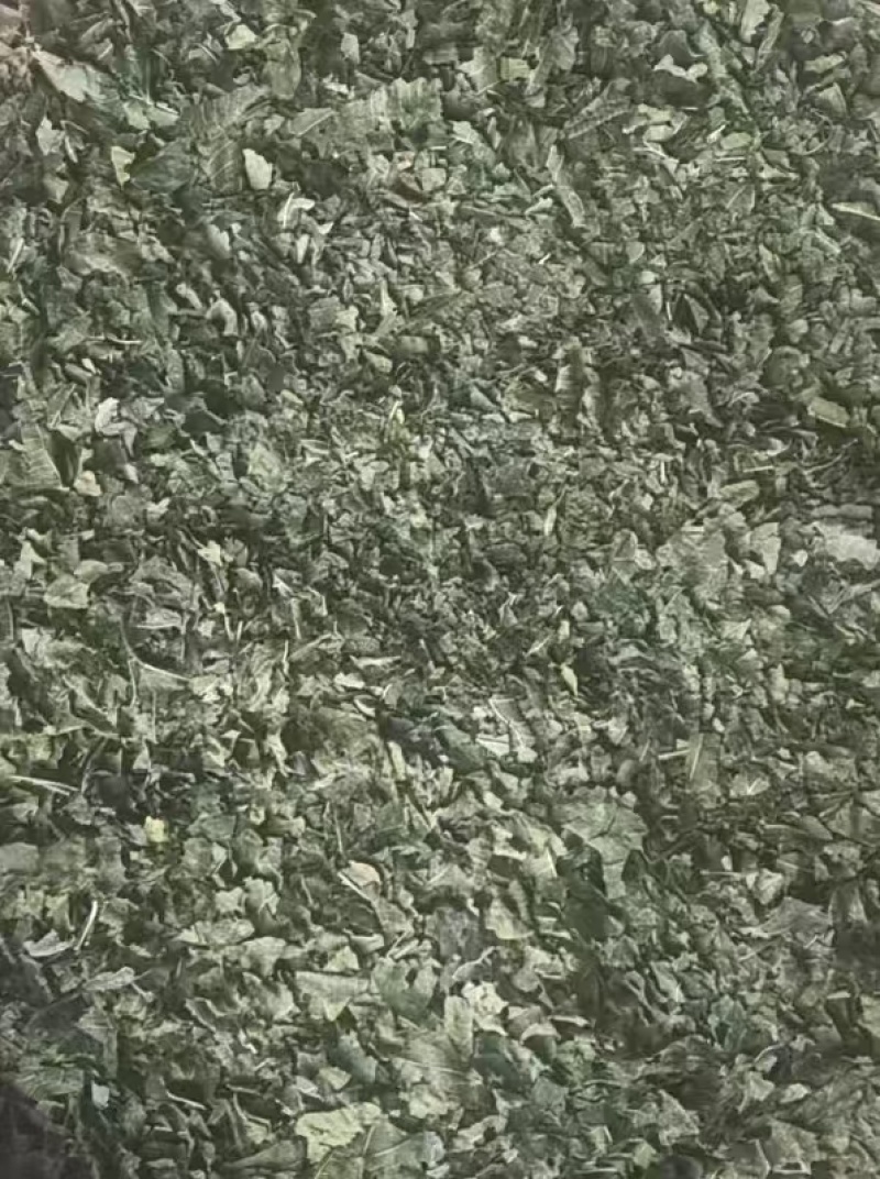 桑叶产区，量大从优，价优品廉，产地直发。