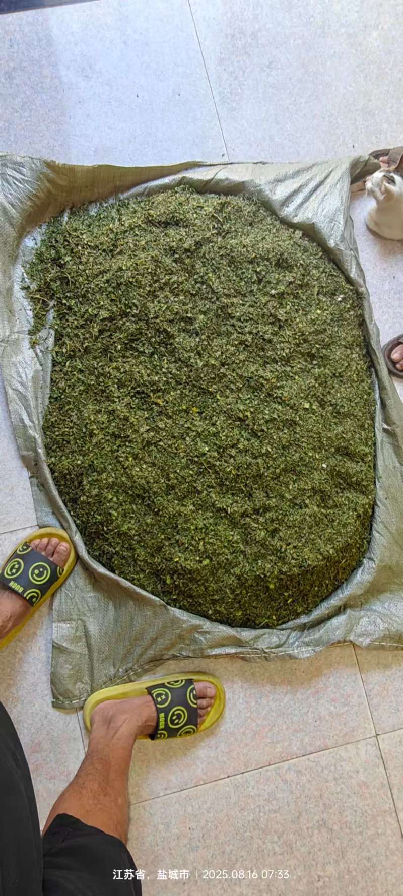 桑叶产区，量大从优，价优品廉，产地直发。