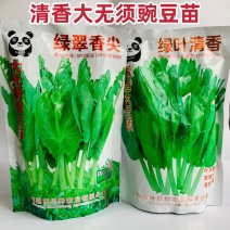 绿叶清香吃豆尖豌豆苗种子南方热销豌豆尖种子清香无须豌豆苗