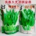 绿叶清香吃豆尖豌豆苗种子南方热销豌豆尖种子清香无须豌豆苗